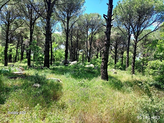 BERGAMA KOZAK YAYLASI KIRANLI MAH DE 1155 M2 BAĞ